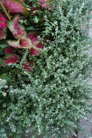 Helichrysum, Licorice Plant Little Leaf