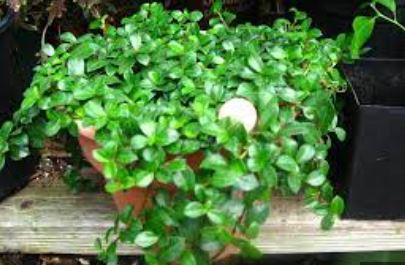 Blueberry Leaf Fig