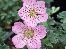 Geranium, Ashy Cranesbill, Hardy Geranium, Grayleaf Geranium Alice