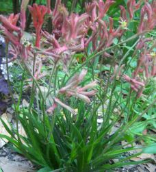 Anigozanthos, Kangaroo Paw Cape Red Lead