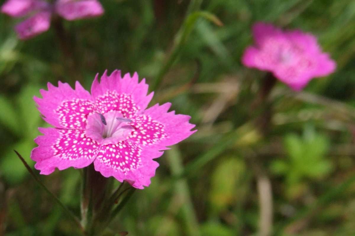 Dianthus, Minture Pinks, Maiden Pinks Wink