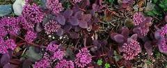 Hylotelephium, Sedum, Showy Stonecrop 'Cherry Tart'