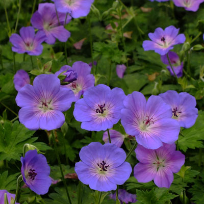 Geranium, Cranesbill, Hardy Geranium Azure Rush