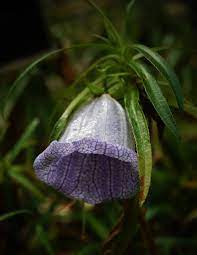 Nesocodon Species, Mauritius Blue Bellflower