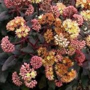 Hylotelephium, Sedum, Showy Stonecrop Yellow Xenox