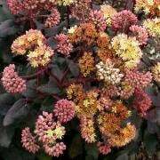 Hylotelephium, Sedum, Showy Stonecrop 'Yellow Xenox'