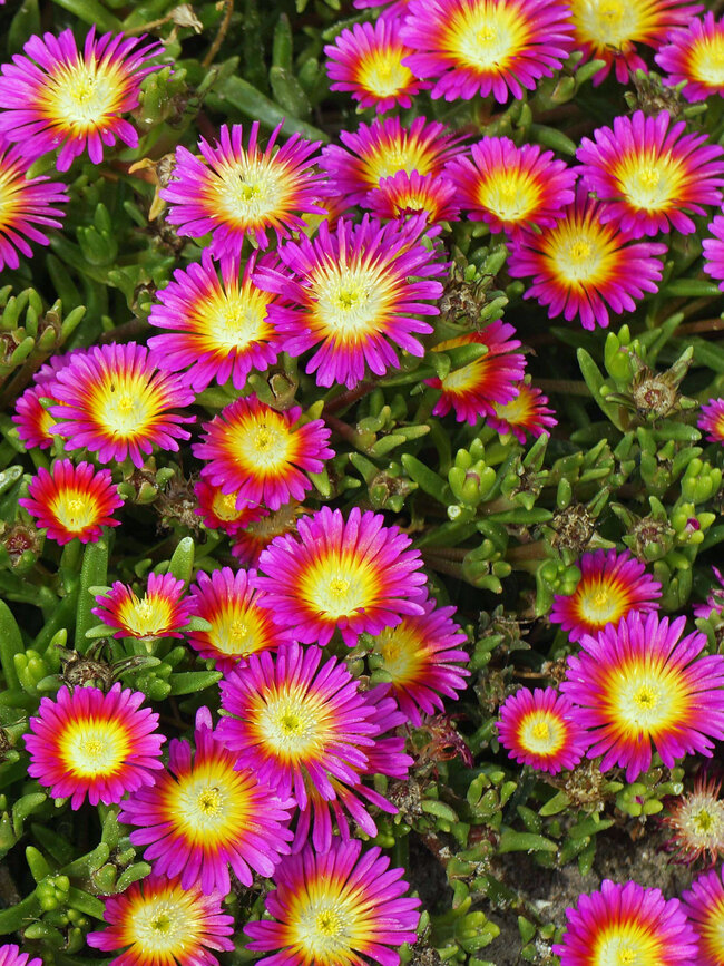 Delosperma, Ice Plant Hot Pink Wonder