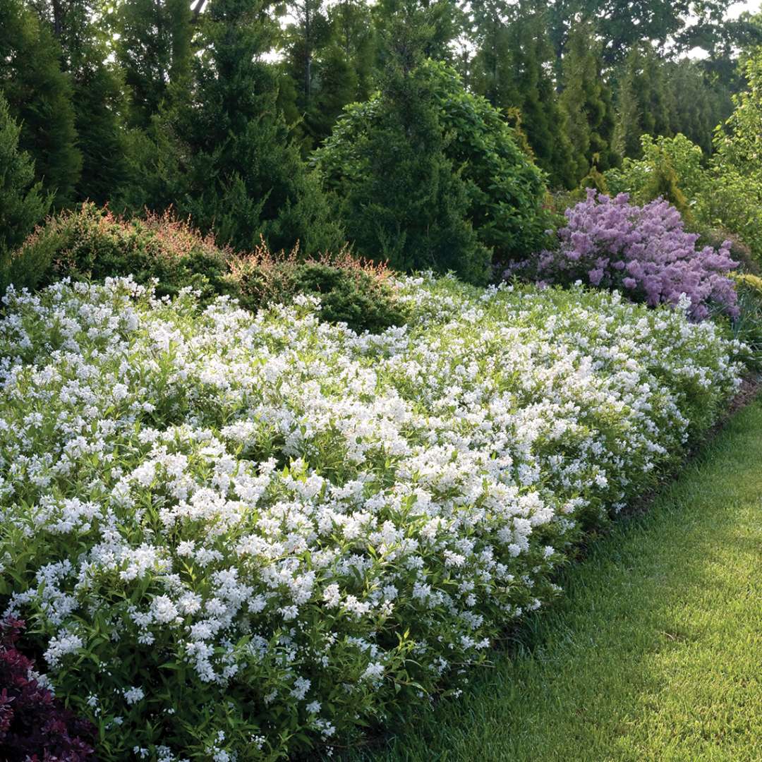 Slender Deutzia Yuki Snowflake