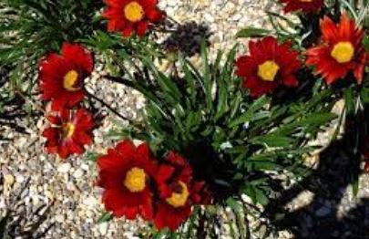 Gazania, Treasure Flower Takatu Red