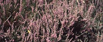 Calluna, Ling, Scotch Heather Cuprea