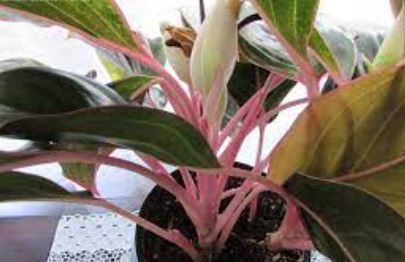 Aglaonema, Chinese Evergreen, Philippine Evergreen Sapphire Suzanne