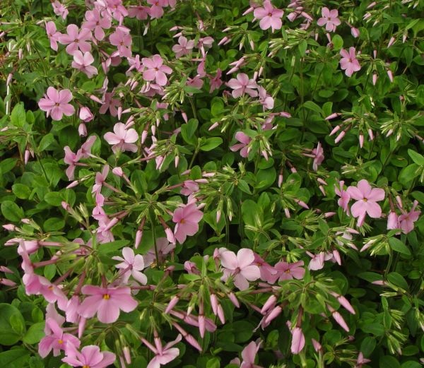 Creeping Phlox Wister Pink