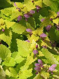 Spotted Dead Nettle Gold Nuggets