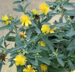 Hypericum, Kalm's St. John's Wort, St. Johnswort 'Blues Festival'