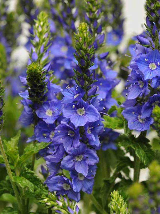 Veronica, Speedwell Venice Blue