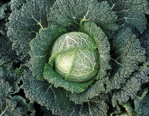 Cabbage, Savoy SC100
