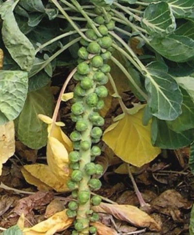 Brussels Sprout Capitola