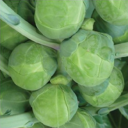 Brussels Sprout Cumulus