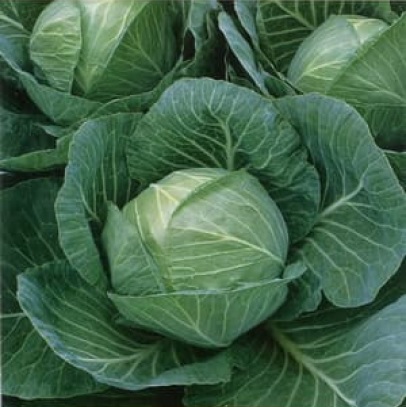 Cabbage Jetma