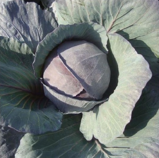 Cabbage, Red Redma