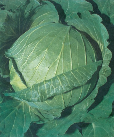 Cabbage Vicario