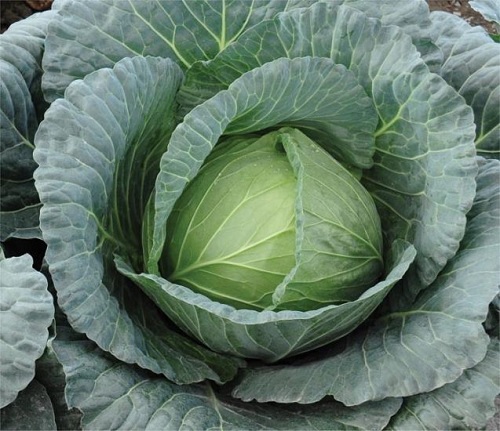 Cabbage Viceroy