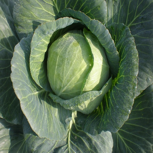 Cabbage Titan