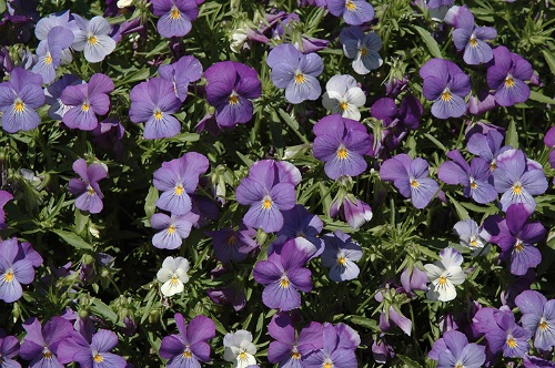 Viola, Garden Pansy, Pansy Rain Blue and Purple