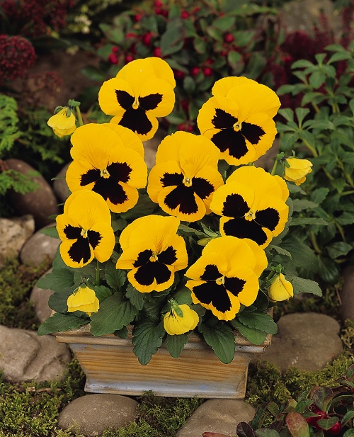 Viola, Garden Pansy, Pansy Matrix Yellow Blotch