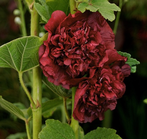 Alcea, Common Hollyhock, Garden Hollyhock Chaters Chestnut Brown