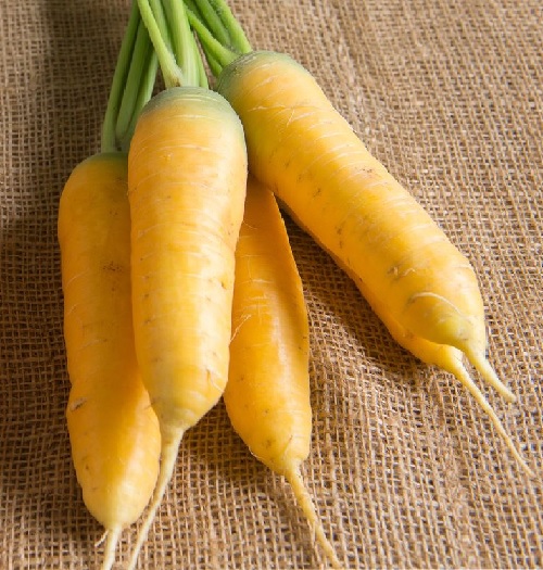 Carrot Yellow Sun