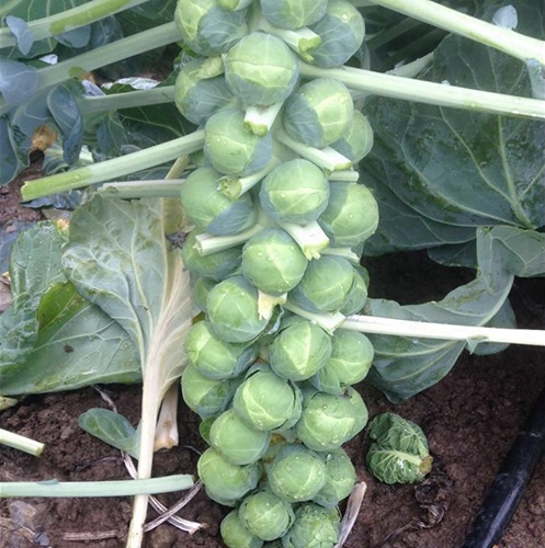 Brussels Sprouts Gustus
