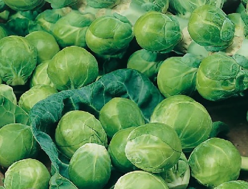 Brussels Sprouts Dimitri