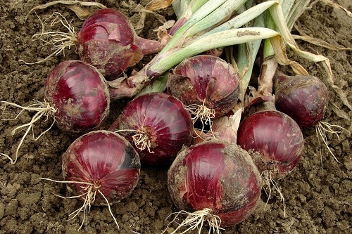 Allium, Garden Onion, Edible Onion, Red Onion Red Rock