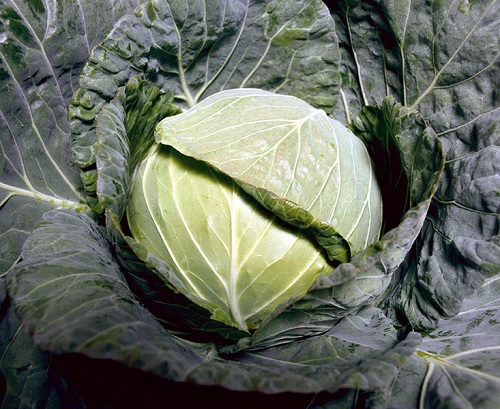 Cabbage Celebrate