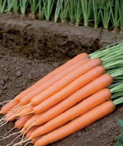 Carrot Baltimore