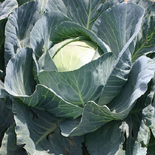 Cabbage Adaptor
