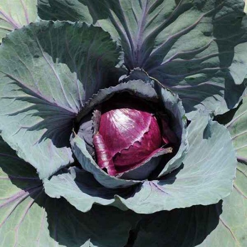 Cabbage, Red Red