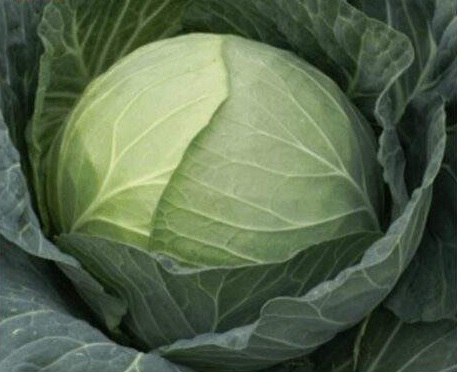 Cabbage Sitara