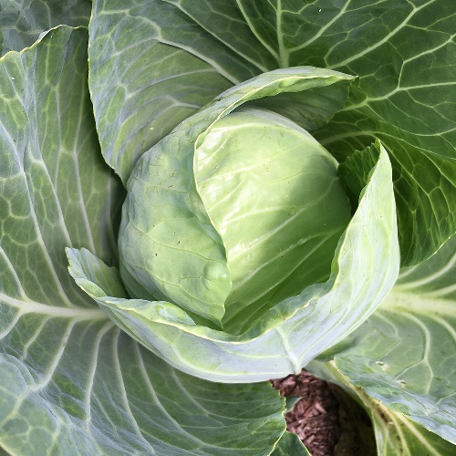 Cabbage White Gold