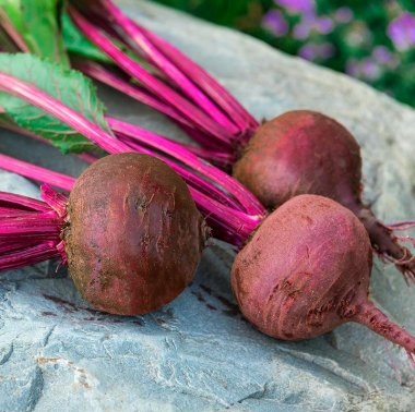 Beet Harrier