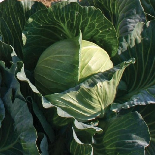 Cabbage Grand Vantage