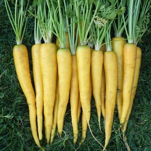 Carrot YellowBunch