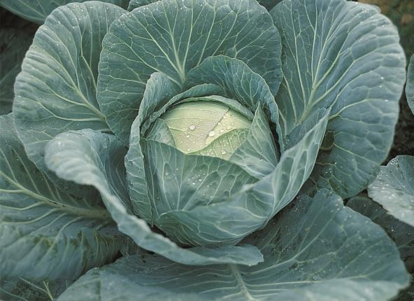 Cabbage Jubilee