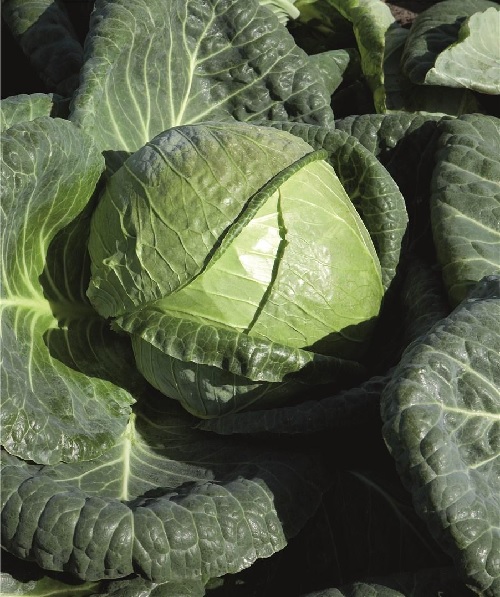 Cabbage Padoc