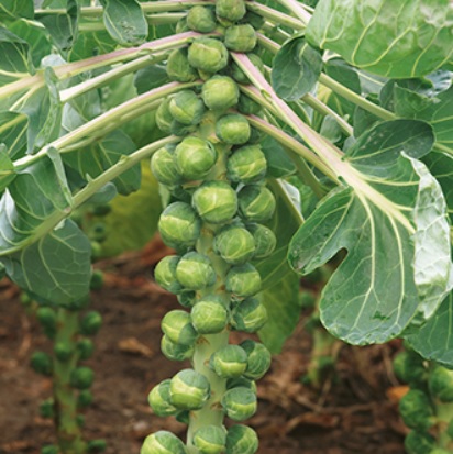 Brussels Sprouts Crispus