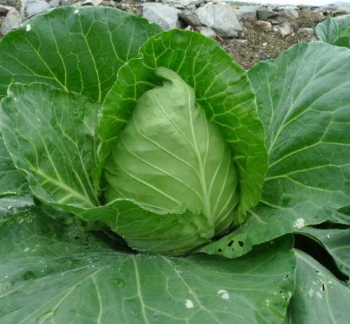 Cabbage Cape Horn