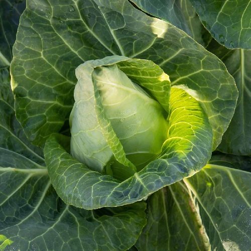 Cabbage Duchy