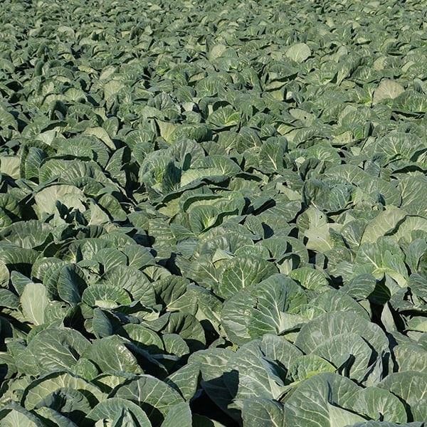 Cabbage Evergreen