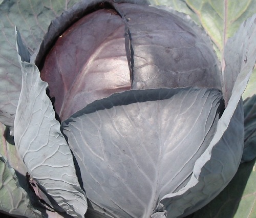 Cabbage, Red Rovite
